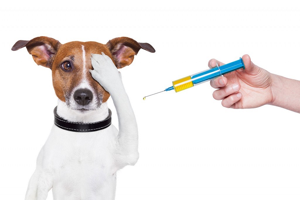 27 октября вакцинация животных против бешенства.