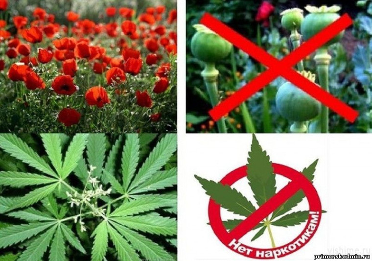 Напоминаем об ответственности за незаконное культивирование наркосодержащих растений.