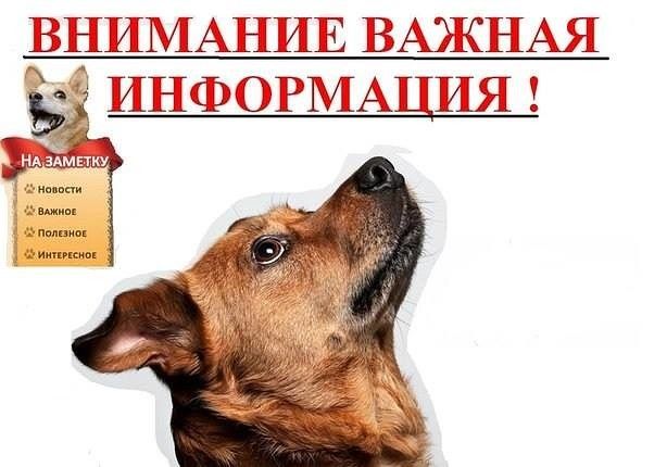 Памятка о действиях в случае обнаружения животного без владельца. Памятка о действиях в случае обнаружения животного без владельца.